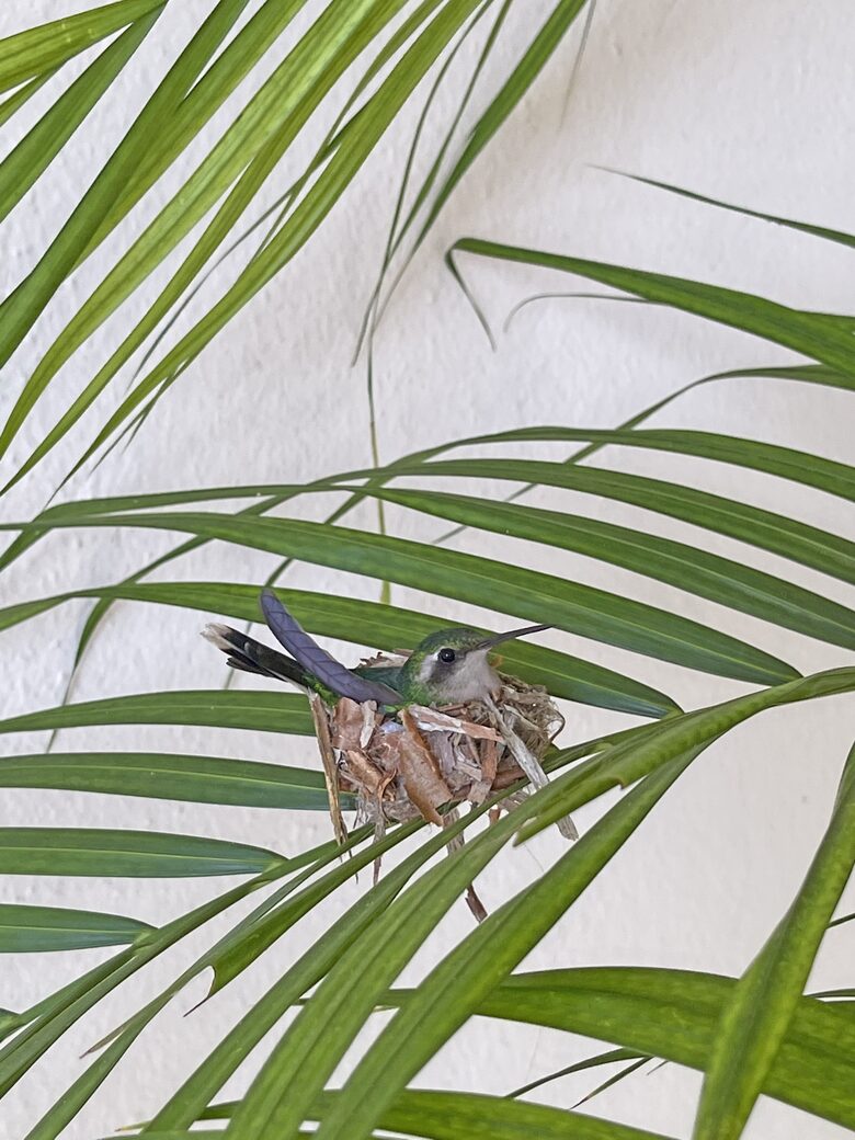 Indiginous Emerald Hummingbirds nest around our villa.