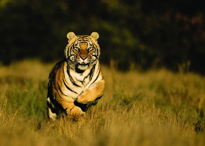Tiger Canyon Private Game Reserve - Philippolis, South Africa