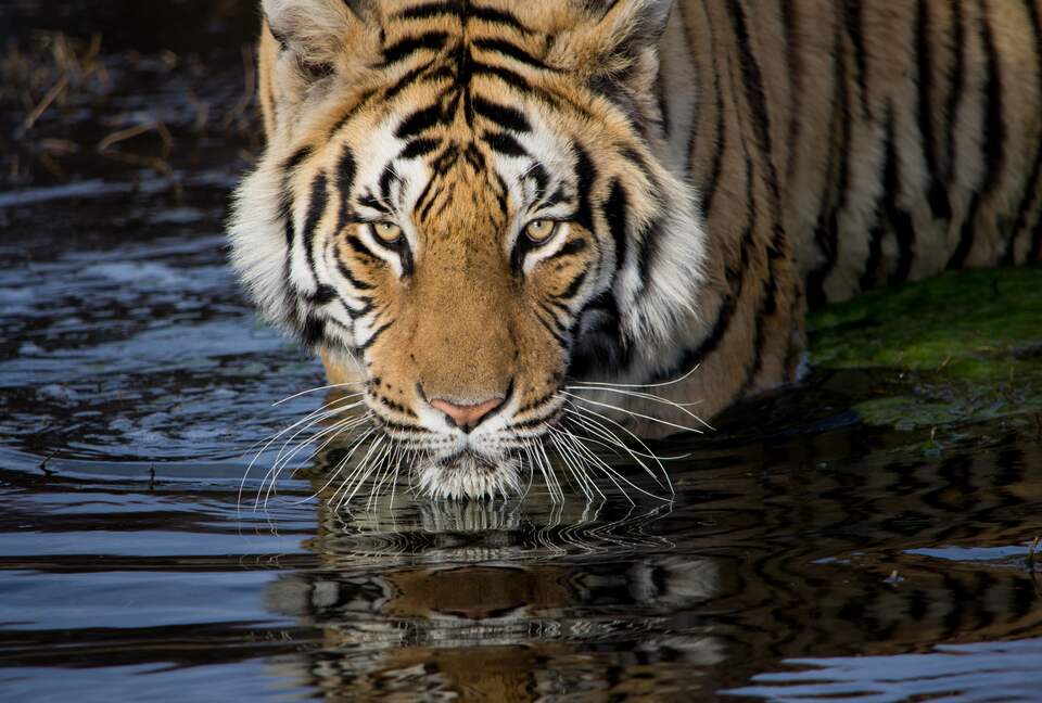 A One Bedroom Suite at Tiger Canyon Private Game Reserve - Philippolis, South Africa