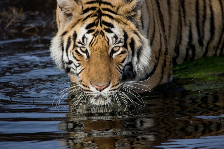 A One Bedroom Suite at Tiger Canyon Private Game Reserve - Philippolis, South Africa