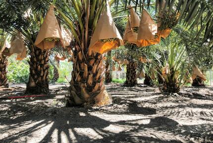 DateFarm 54 - Thermal, California