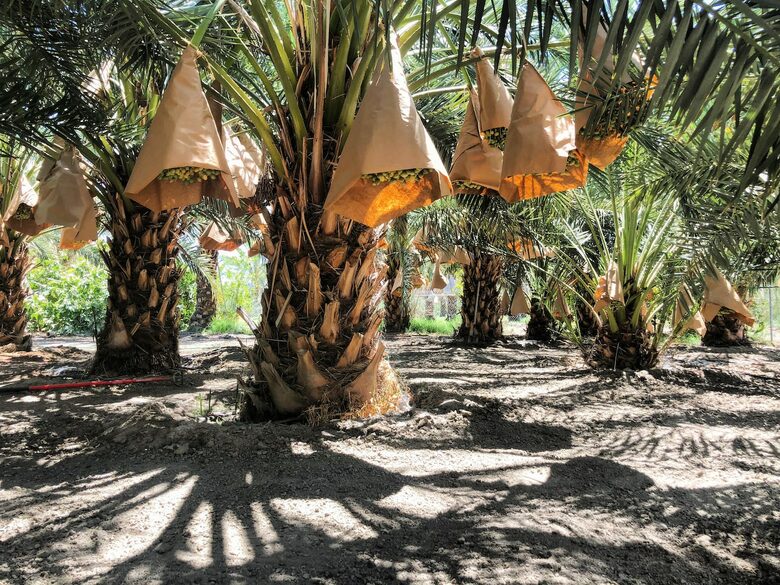 DateFarm 54 - Thermal, California