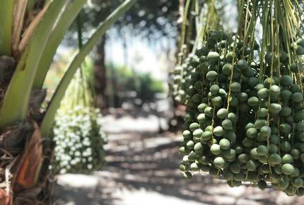 DateFarm 54 - Thermal, California