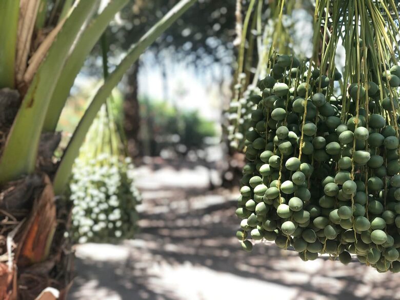 DateFarm 54 - Thermal, California