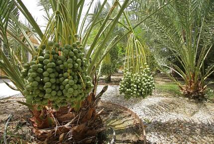 DateFarm 54 - Thermal, California