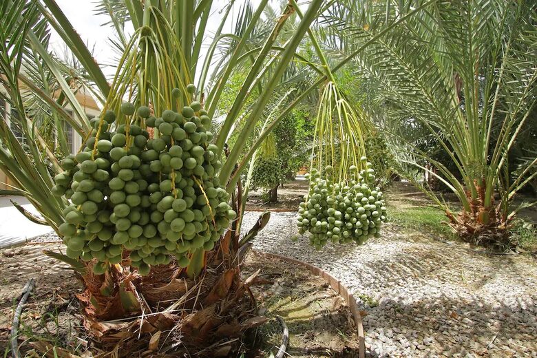 DateFarm 54 - Thermal, California