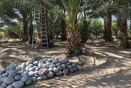 DateFarm 54 - Thermal, California