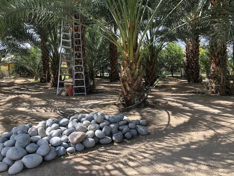 DateFarm 54 - Thermal, California