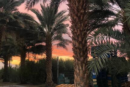 DateFarm 54 - Thermal, California