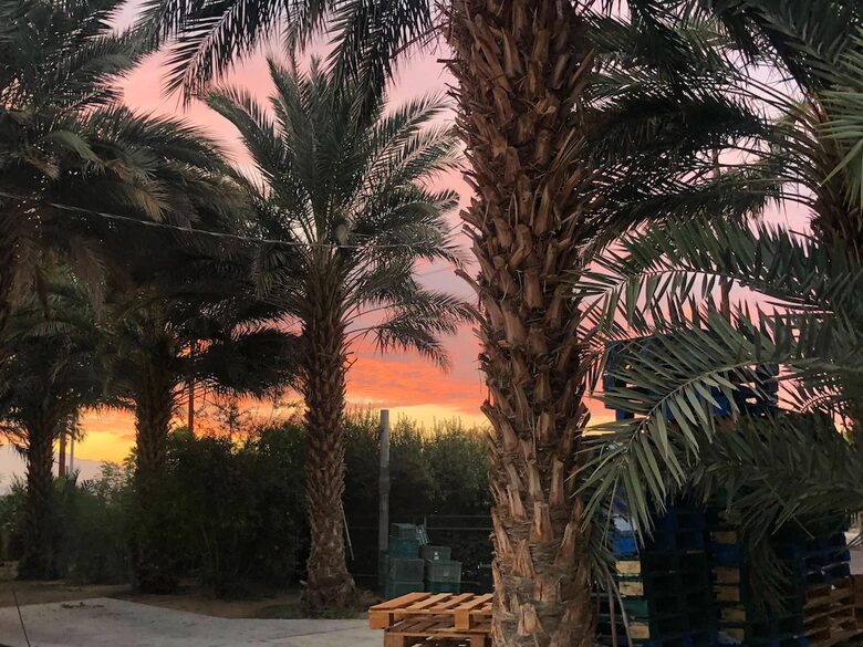 DateFarm 54 - Thermal, California