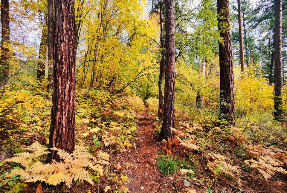 Luxury Log Cabin in the Mountains of British Columbia - Kimberley, Canada