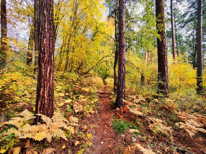Luxury Log Cabin in the Mountains of British Columbia - Kimberley, Canada