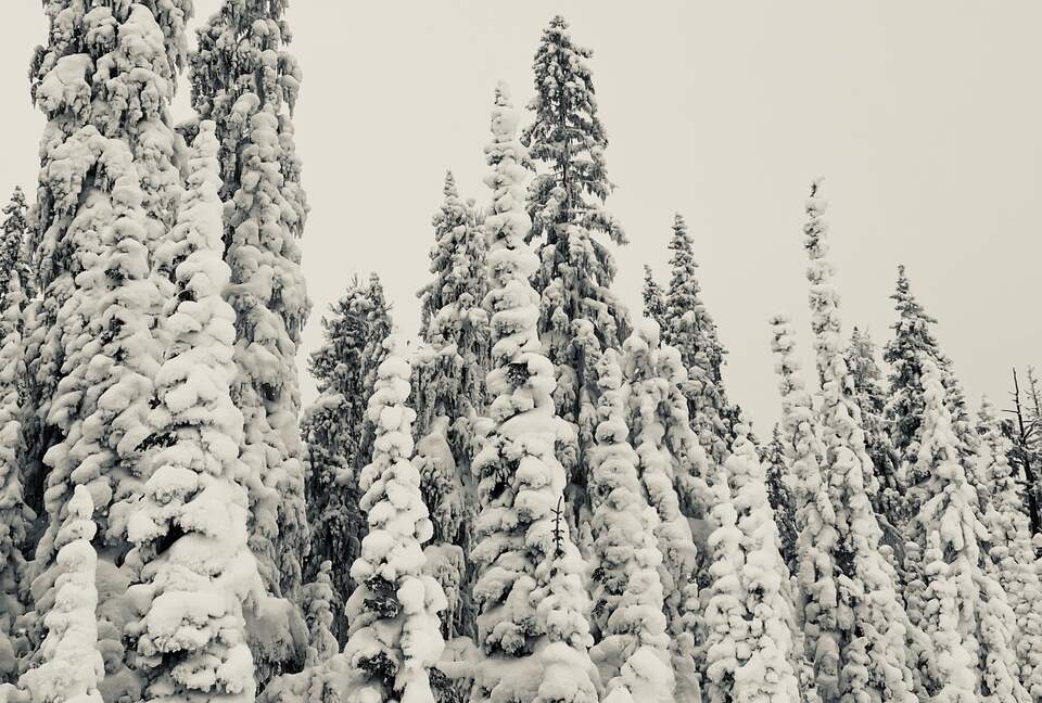 Luxury Log Cabin in the Mountains of British Columbia - Kimberley, Canada