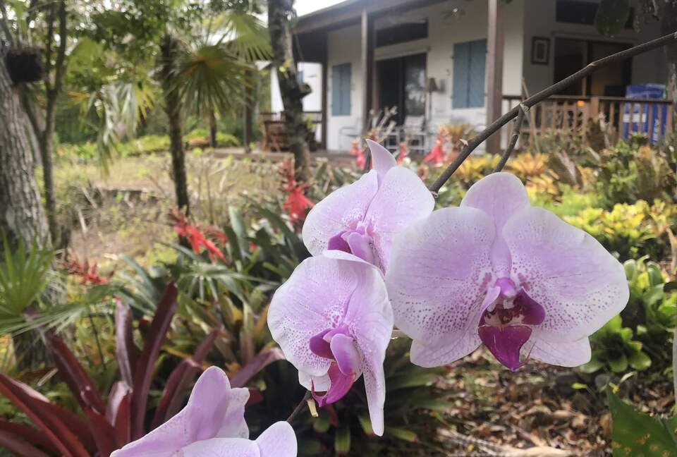 Home Exchange in St. John, USVI, Orchids are abundant on the grounds