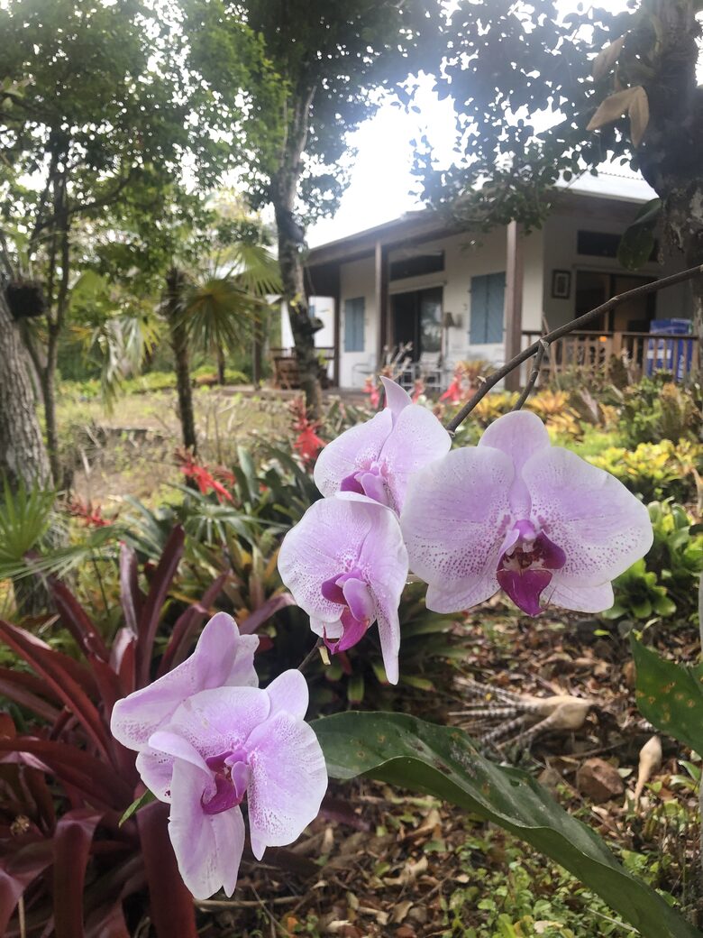 Home Exchange in St. John, USVI, Orchids are abundant on the grounds