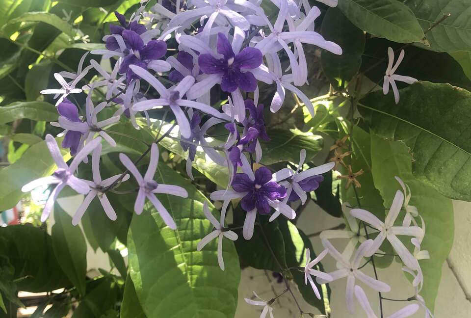 Home Exchange in St. John, USVI flower haven