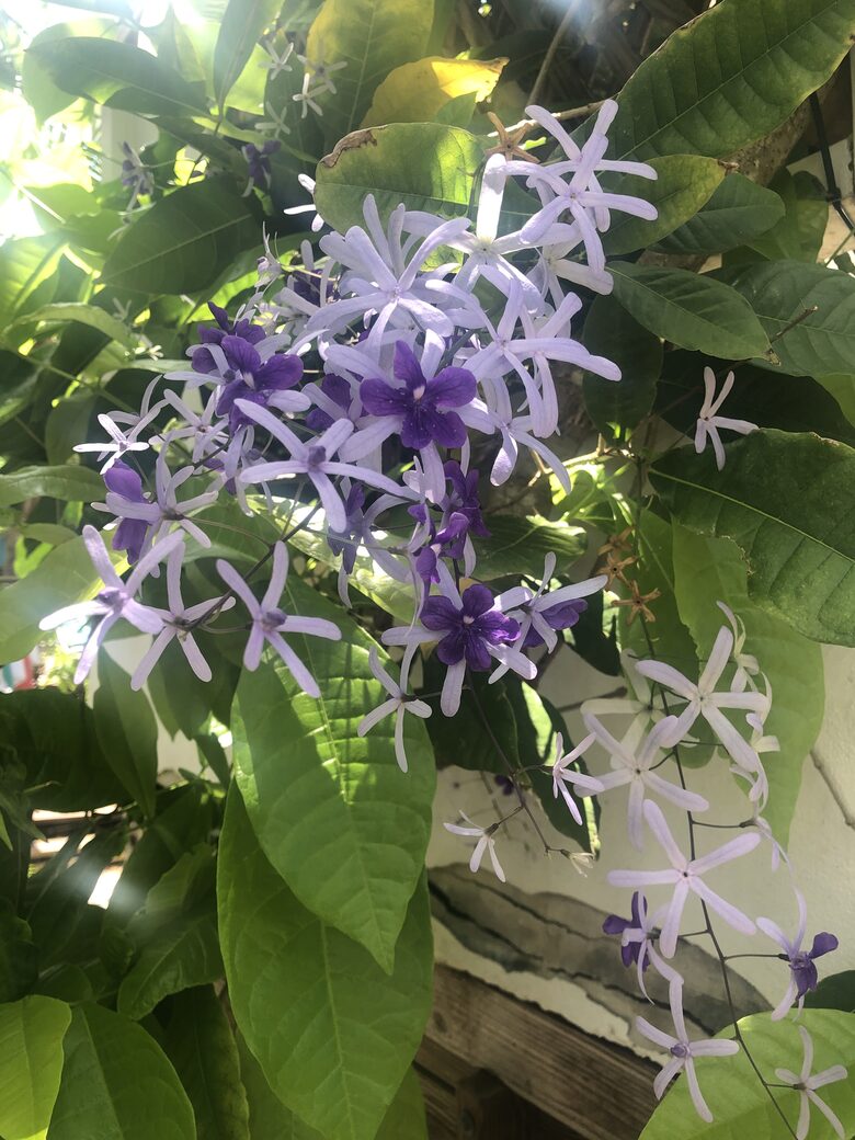 Home Exchange in St. John, USVI flower haven