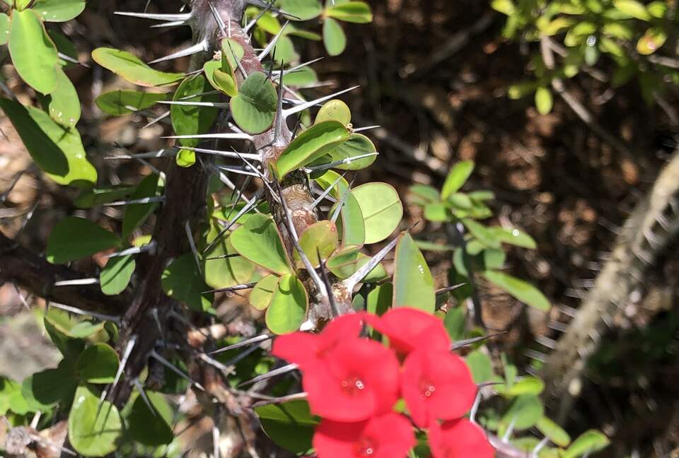 Home Exchange in St. John, USVI Crown of thorns bush