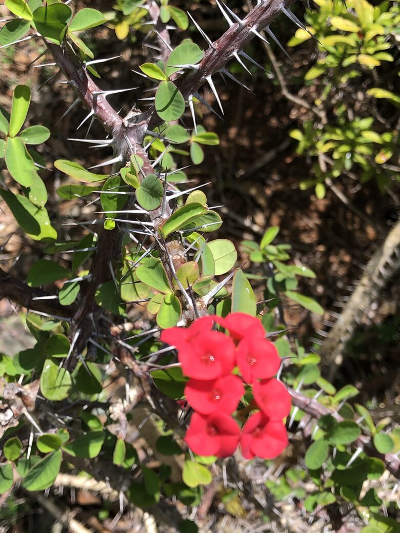Home Exchange in St. John, USVI Crown of thorns bush