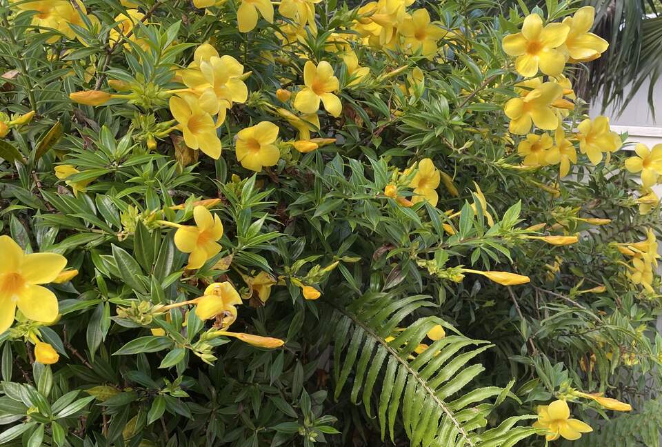 Home Exchange in St. John, USVI