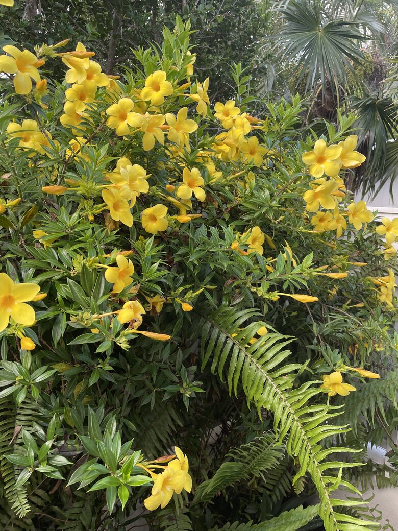 Home Exchange in St. John, USVI