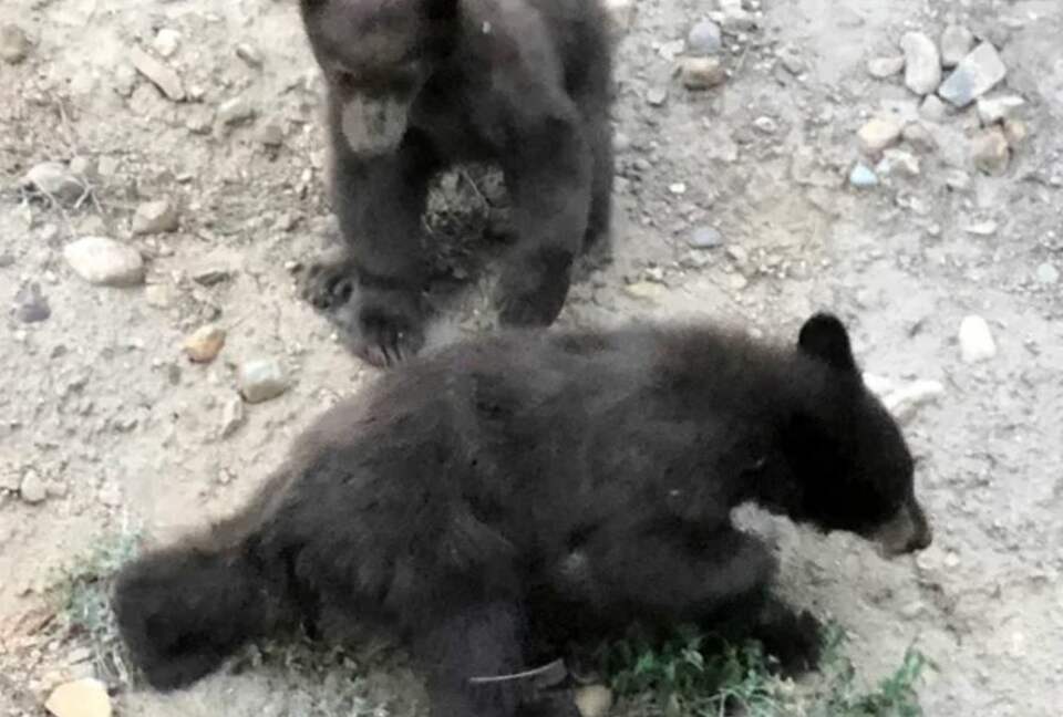 Home Exchange in South Lake Tahoe, CA, don't be frightened by friends