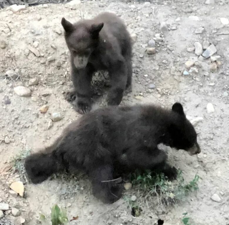 Home Exchange in South Lake Tahoe, CA, don't be frightened by friends