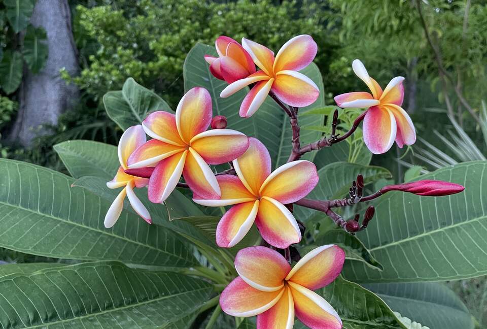 Home Exchange in St. John, USVI