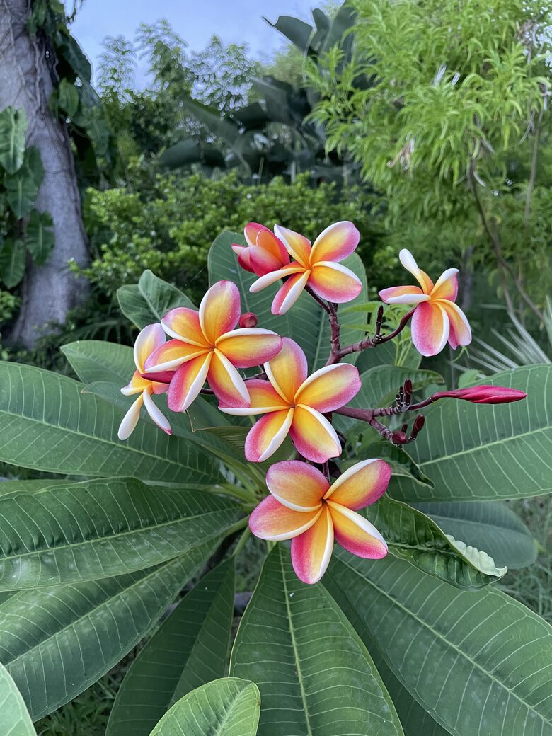 Home Exchange in St. John, USVI