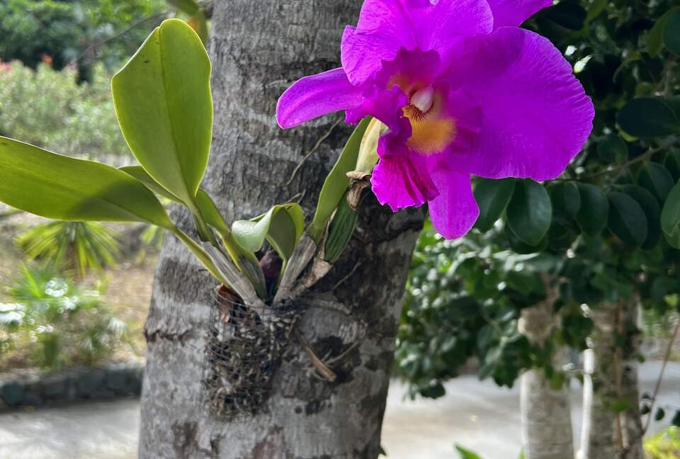 Home Exchange in St. John, USVI