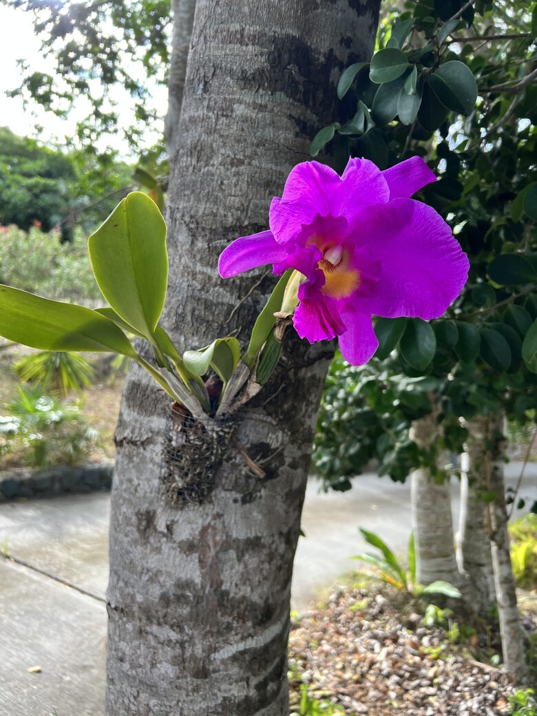 Home Exchange in St. John, USVI