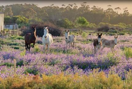 Eikehof Farm - Manor house - Worcester, South Africa