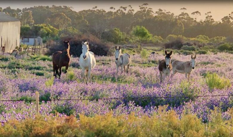 Eikehof Farm - Manor house - Worcester, South Africa