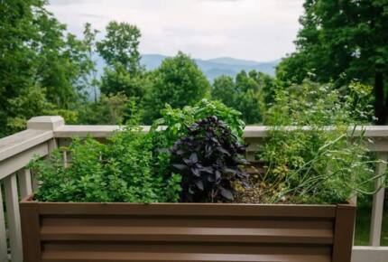 Home Exchange in Fairview, NC, seasonal herb garden