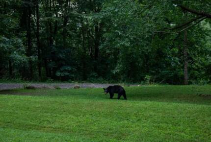 Home Exchange in Fairview, NC, wildlife viewing all around you!