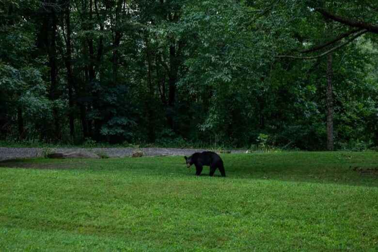 Home Exchange in Fairview, NC, wildlife viewing all around you!