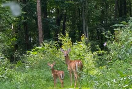 Home Exchange in Fairview, NC, deers may come to greet you!