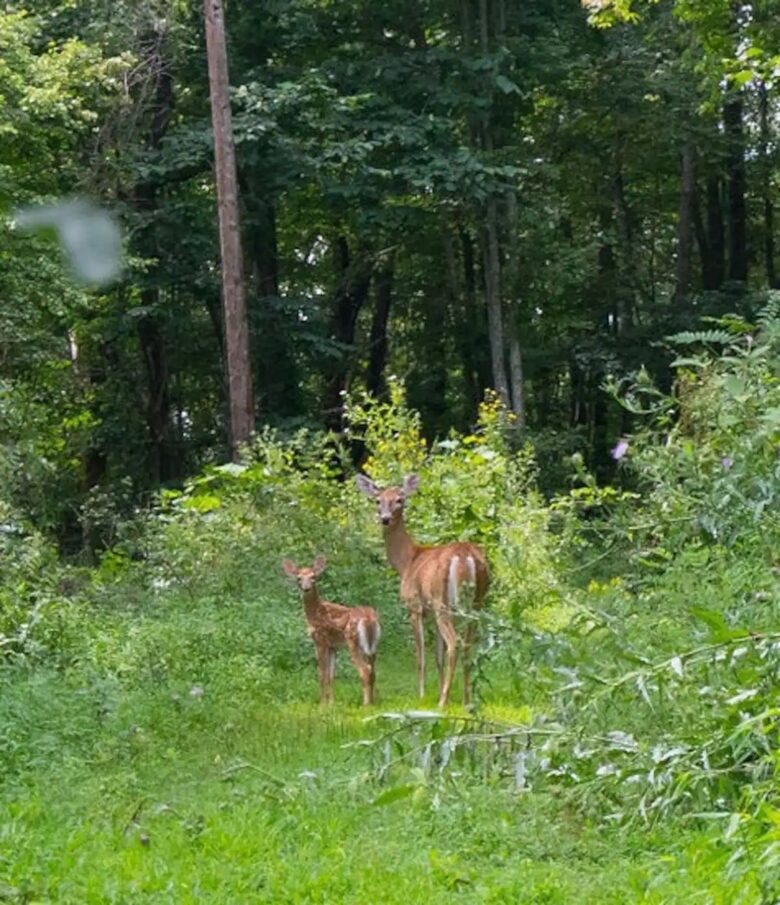 Home Exchange in Fairview, NC, deers may come to greet you!
