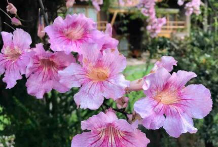 Home Exchange in Urubamba, Cusco, Peru, flowers galore