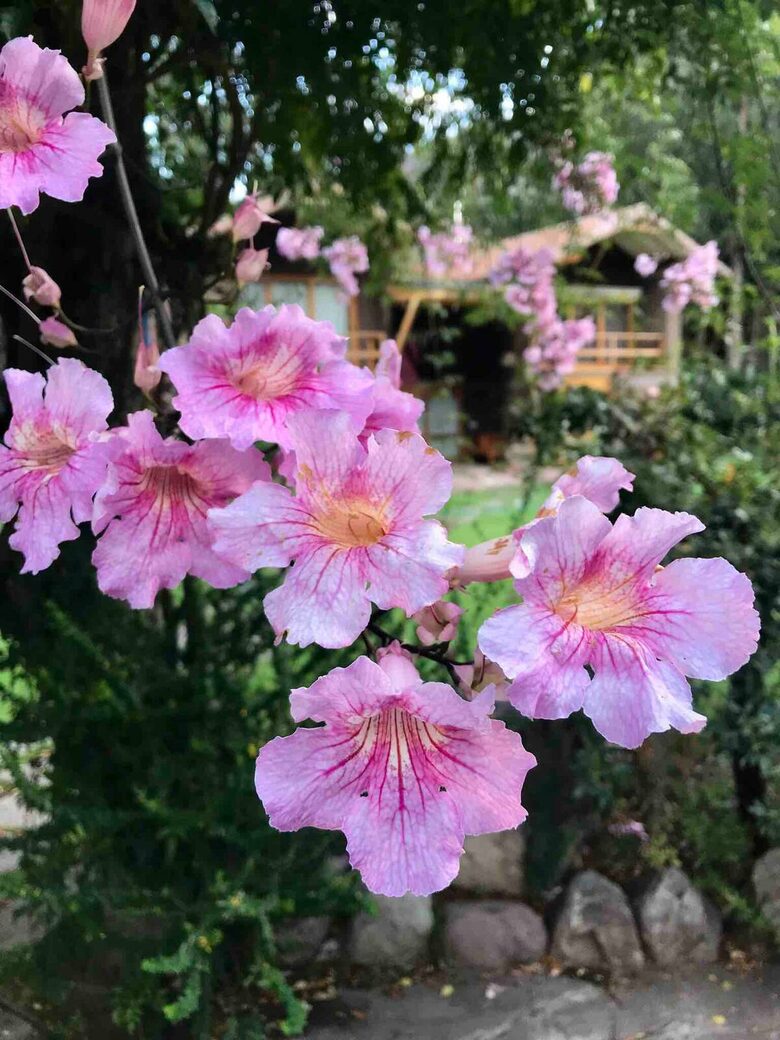 Home Exchange in Urubamba, Cusco, Peru, flowers galore