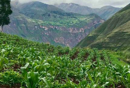 Home Exchange in Urubamba, Cusco, Peru, plants grow aplenty