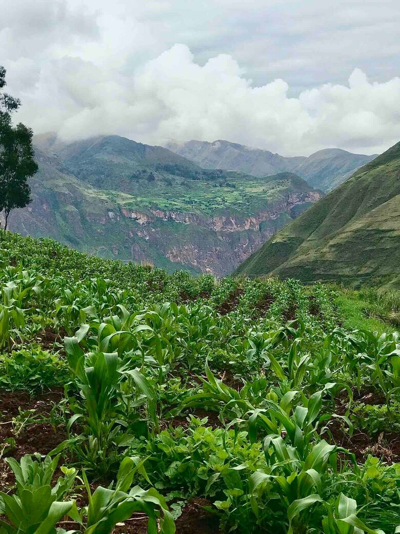 Home Exchange in Urubamba, Cusco, Peru, plants grow aplenty