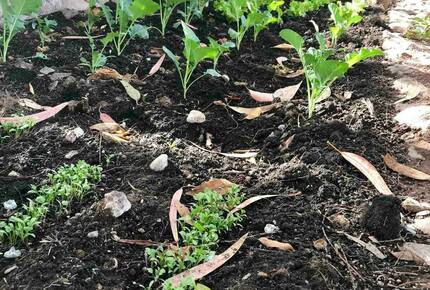 Home Exchange in Urubamba, Cusco, Peru, seasonal garden