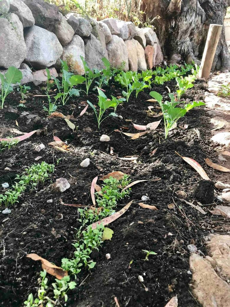 Home Exchange in Urubamba, Cusco, Peru, seasonal garden