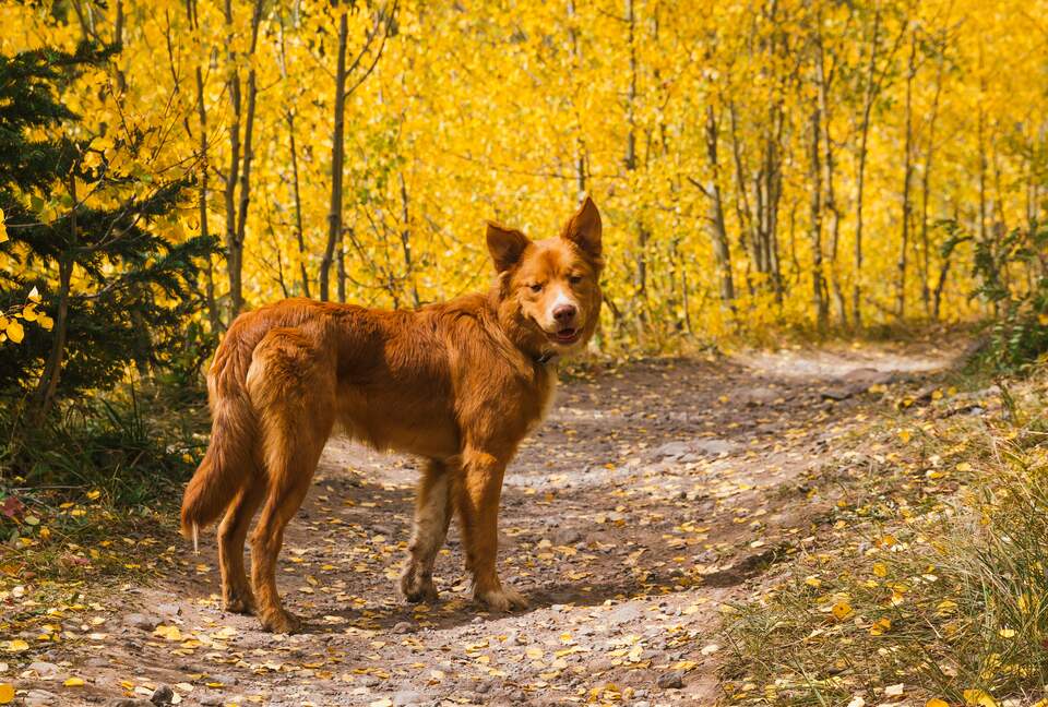 Mountain Home Ranch - Bordering National Forest - Durango, Colorado