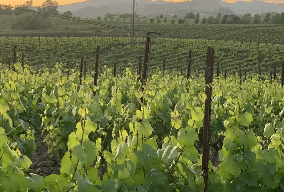 Home Exchange in Napa, CA fields of endless growth!