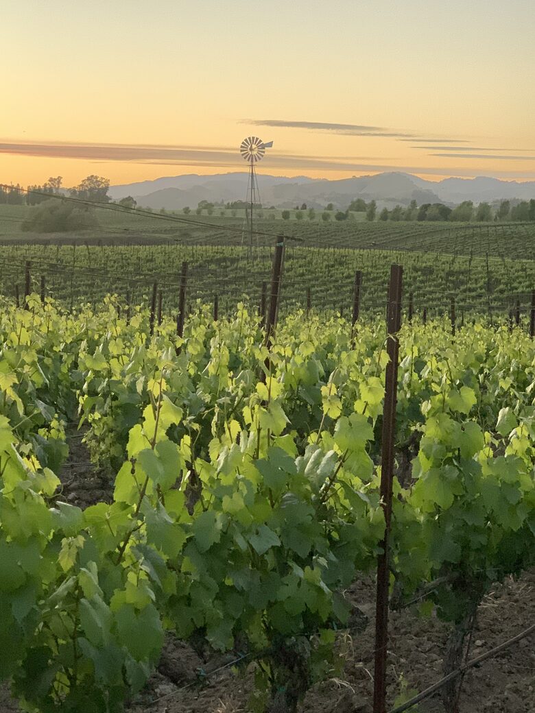 Home Exchange in Napa, CA fields of endless growth!