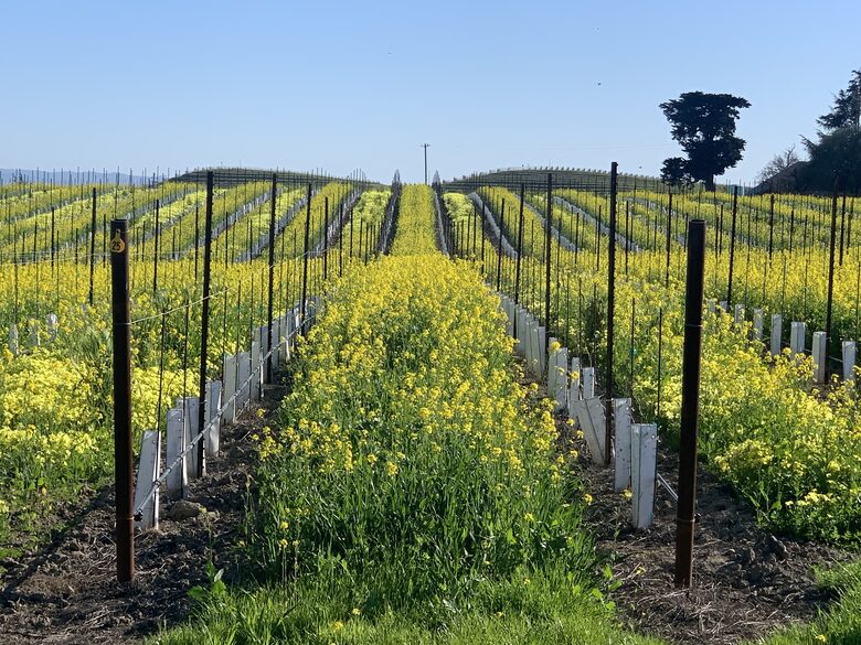 Home Exchange in Napa, CA vineyard views