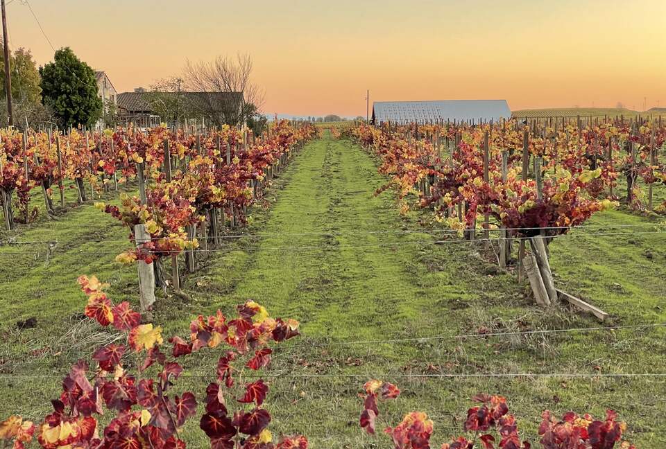 Home Exchange in Napa, CA fall at the vineyard