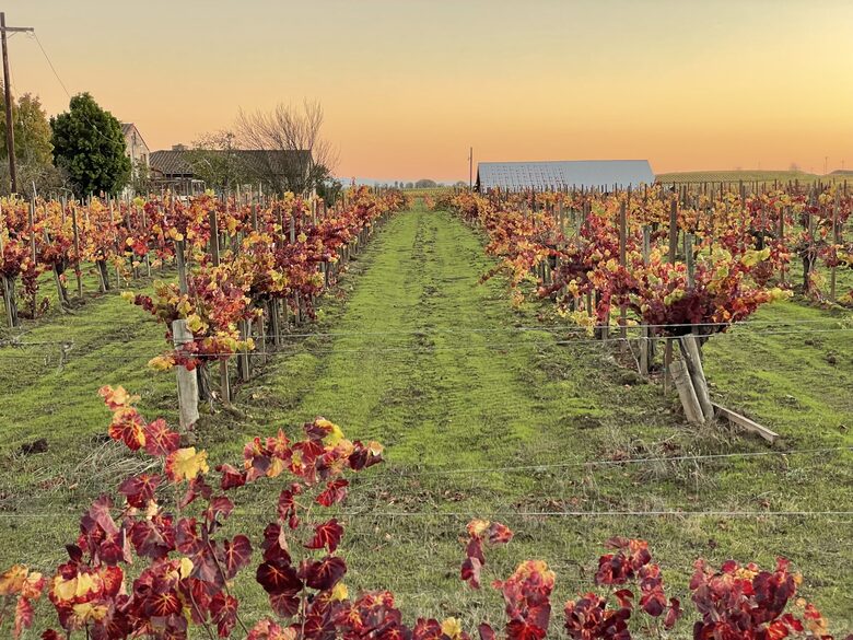 Home Exchange in Napa, CA fall at the vineyard